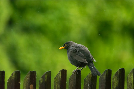A blackbird is sitting on a fence, rainy spring dayの写真素材