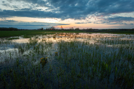 Flooded meadow and clouds after sunset, Nowiny, Lubelskie, Polandの写真素材