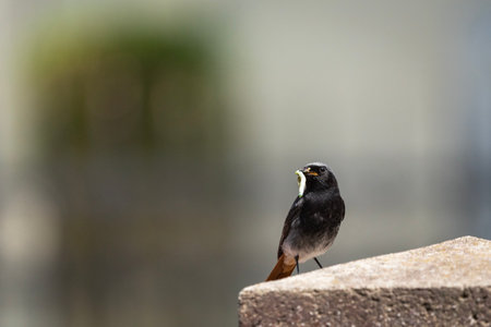 A male black redstart bird with a worm in its beak sits on a stone wall, eastern Polandの写真素材