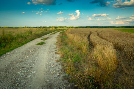 A dirt road next to a grain field, summer evening, eastern Polandの写真素材