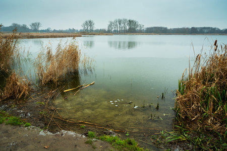 The shore of a frozen lake with reeds on a cloudy day, Stankow, Polandの写真素材