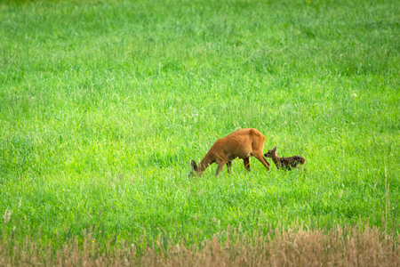 Roe deer with a young kid in a green meadow, eastern Polandの写真素材