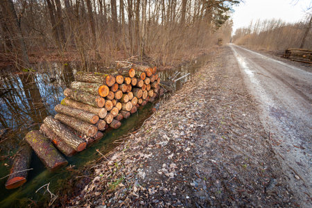 Logs lying in the water by the road in the forest, eastern Polandの写真素材