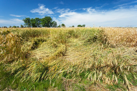 Lodged grain in the field and blue sky with white cloudsの写真素材