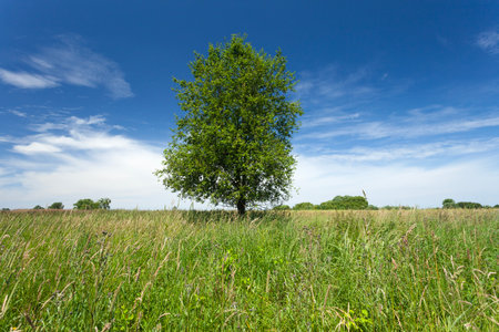 Summer view with big green tree on meadow and blue sky with white cloudsの写真素材