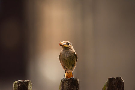 Black redstart female with a cockchafer in her beak sitting on a wooden fence, summer day, eastern...
