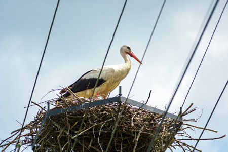 A white stork in its nest above the electrical wires, sunny day, Ruda Huta, eastern Poland