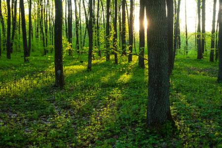 Sunlight and shadows in the spring forest, eastern Poland