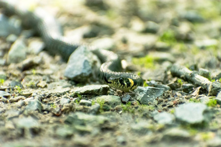Grass snake in the stones on the ground, eastern Poland