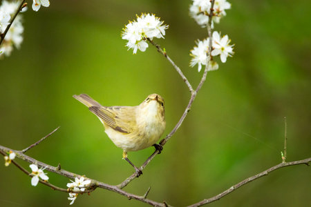 Common chiffchaff bird on a branch, spring viewの写真素材