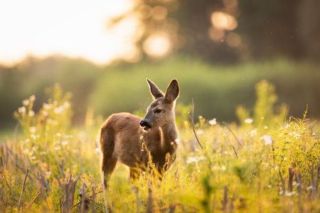 Young roe deer grazing in a meadow, eastern Polandの写真素材