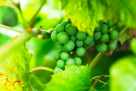 Close-up of green round grapes with leavesの写真素材