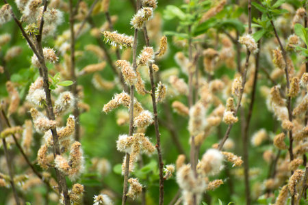Close-up of many spring natural catkins