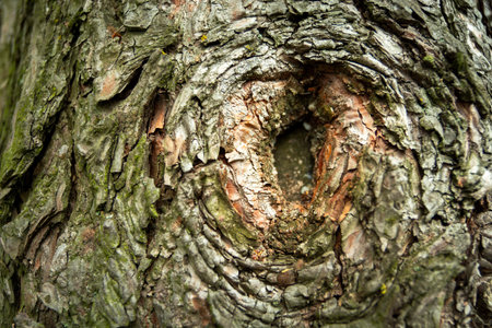 Close-up of a tree with a hole, sunny summer dayの写真素材