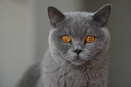 Beautiful gray short hair british cat, close-up.の写真素材