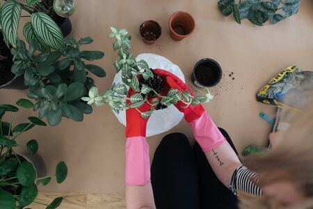 Girl replanting plants at home on the floor in rubber gardening gloves. Transplanting plants into new pots in spring time. Care of plants. Clean the plant roots from the old soil. Home garden.の写真素材