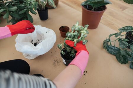 Girl replanting plants at home on the floor in rubber gardening gloves. Transplanting plants into new pots in spring time. Care of plants. Clean the plant roots from the old soil. Home garden.の写真素材