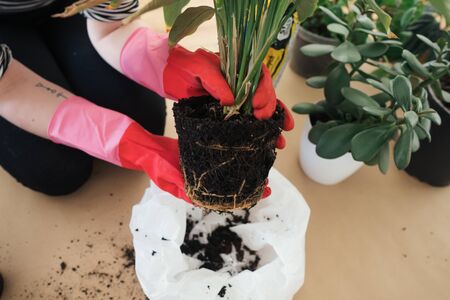 Girl replanting plants at home on the floor in rubber gardening gloves. Transplanting plants into new pots in spring time. Care of plants. Clean the plant roots from the old soil. Home garden.の写真素材