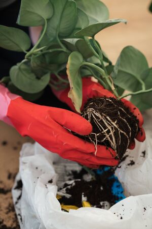 Girl replanting plants at home on the floor in rubber gardening gloves. Transplanting plants into new pots in spring time. Care of plants. Clean the plant roots from the old soil. Home garden.の写真素材
