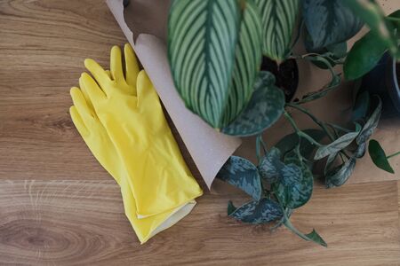 Girl replanting plants at home on the floor in rubber gardening gloves. Transplanting plants into new pots in spring time. Care of plants. Clean the plant roots from the old soil. Home garden.の写真素材