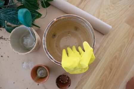 Girl replanting plants at home on the floor in rubber gardening gloves. Transplanting plants into new pots in spring time. Care of plants. Clean the plant roots from the old soil. Home garden.の写真素材