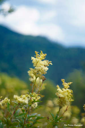 Yellow flowersの写真素材