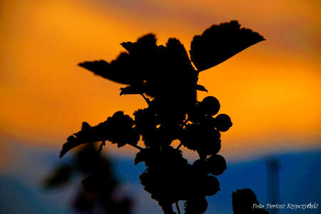 Sunsetの写真素材