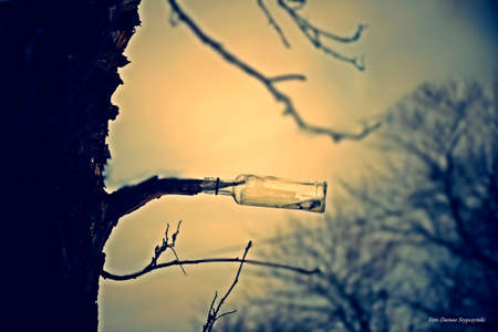 bottle on the treeの写真素材