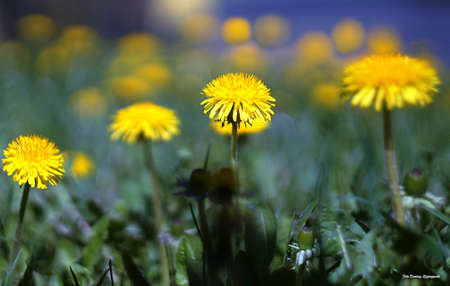 dandelionの写真素材
