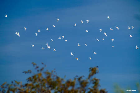 birdsの写真素材