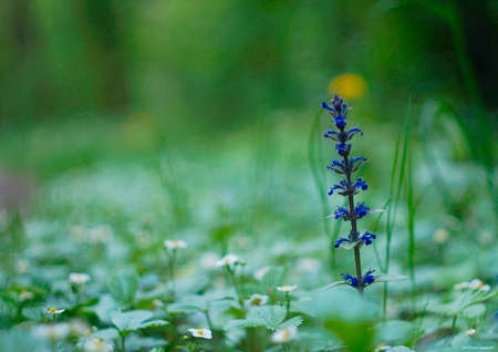 lonely flowerの写真素材