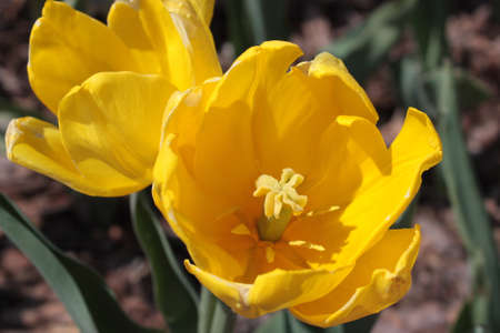 The yellow tulipの写真素材