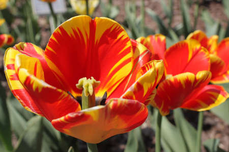 The red-yellow tulipの写真素材