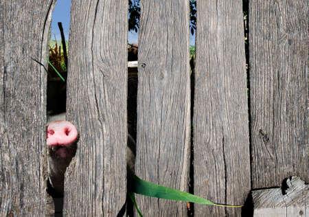 Dirty pig in an old barnの写真素材