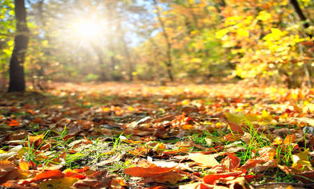 Yellow, orange autumn leaves in beautiful fall parkの写真素材