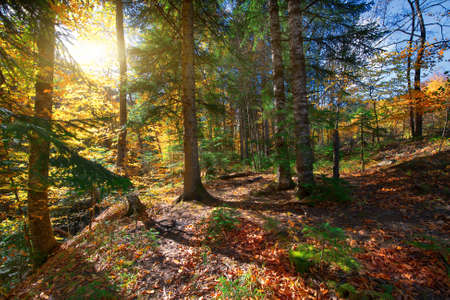 autumn forest trees. nature green wood sunlight backgrounds. .
