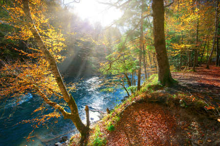 Beautiful morning in the misty autumn forest with sun raysの写真素材