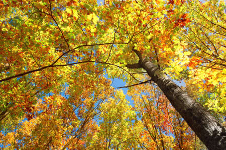 Sky with clouds and sunshine through the autumn tree branches