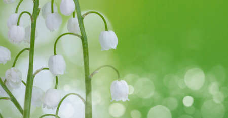 lily kruanym up on green background bokehの写真素材