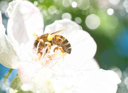 Bee on white flowers collecting pollen