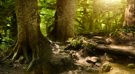 fantastically beautiful, mysterious, fairy-tale forestの写真素材