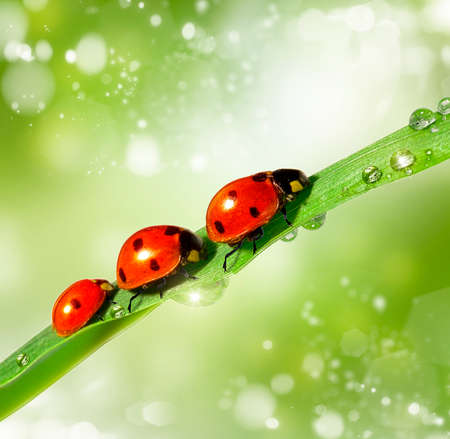 family of ladybugs on green leaf. The background bokehの写真素材