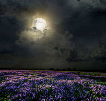 Meadow of lavender. Nature composition.