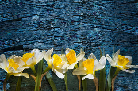 Daffodils on black, old, blackboard.の写真素材