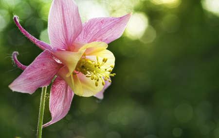 pink flower on a green background closeupの写真素材