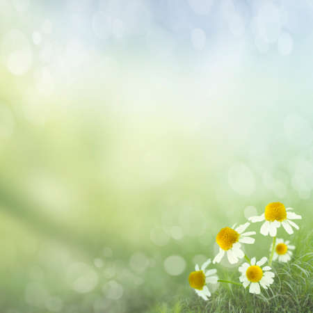 Fresh Spring bokeh background