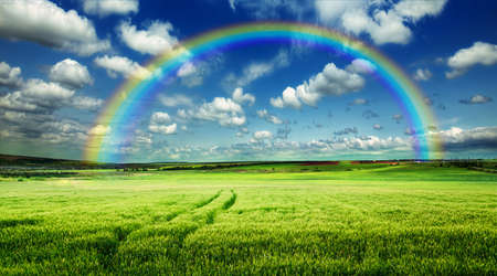 Rice field green grass blue sky cloud cloudy landscape background yellow rainbowの写真素材