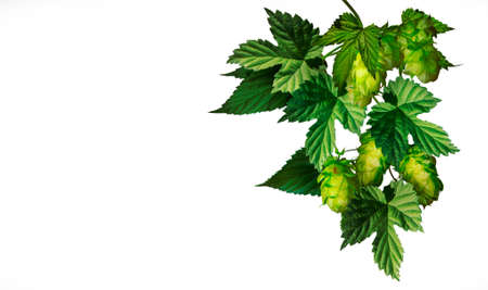 Hop, isolate, white background Green hops, isolated on white backgroundの写真素材