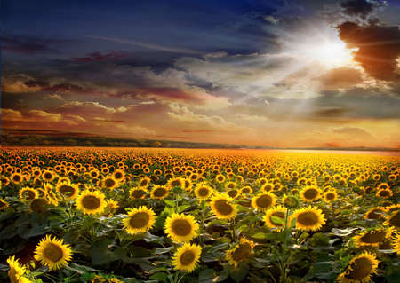 Beautiful sunflowers field on sunset backgroundの写真素材