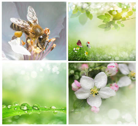 a set of photos of spring backgroundsの写真素材